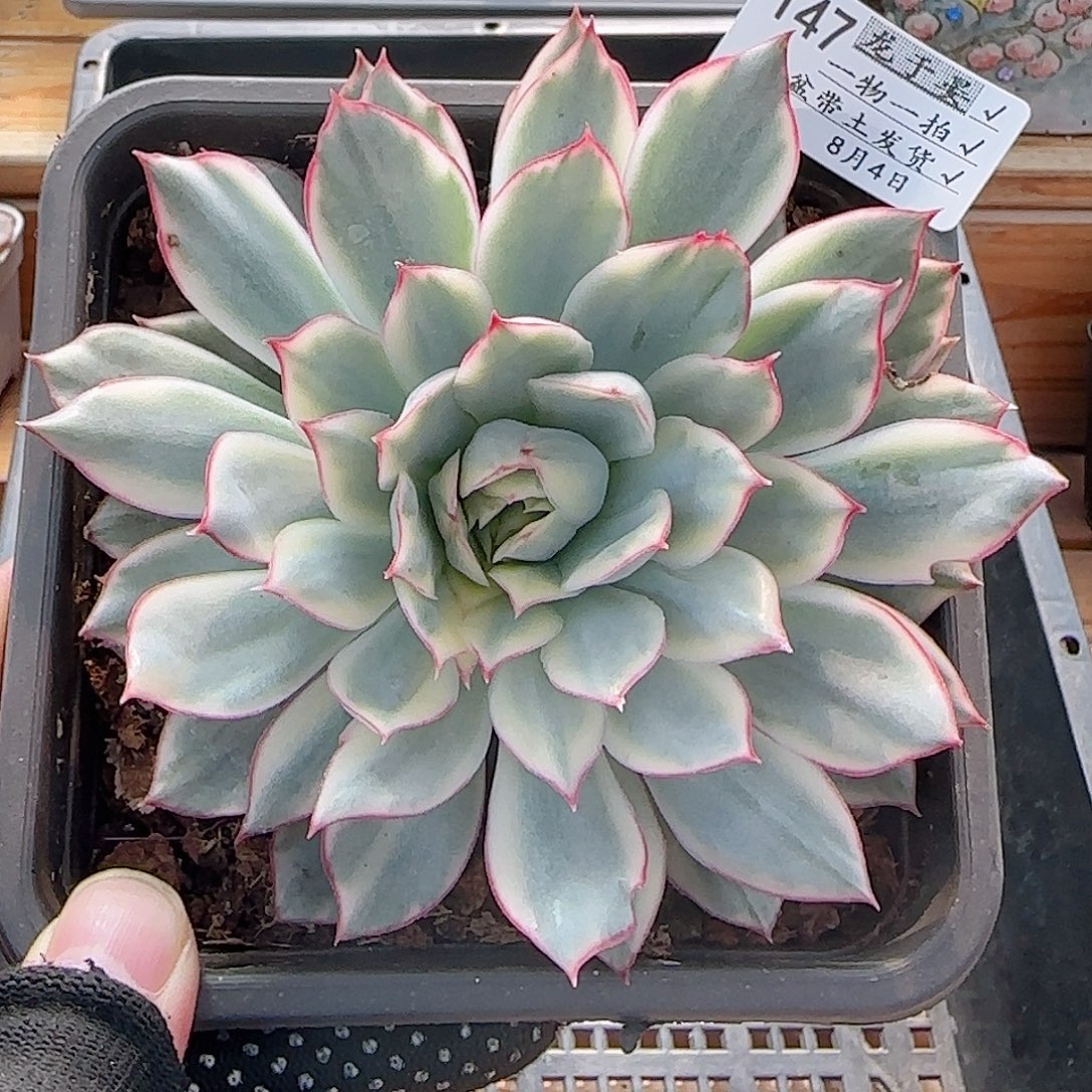 多肉0803-147女神锦脱土发货10cm大