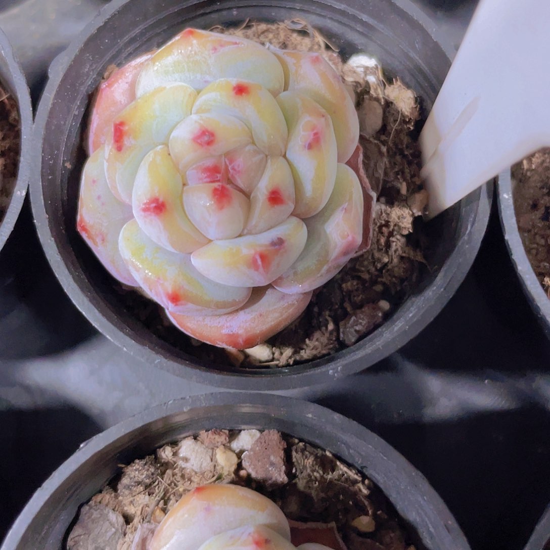 星影e031一物一拍