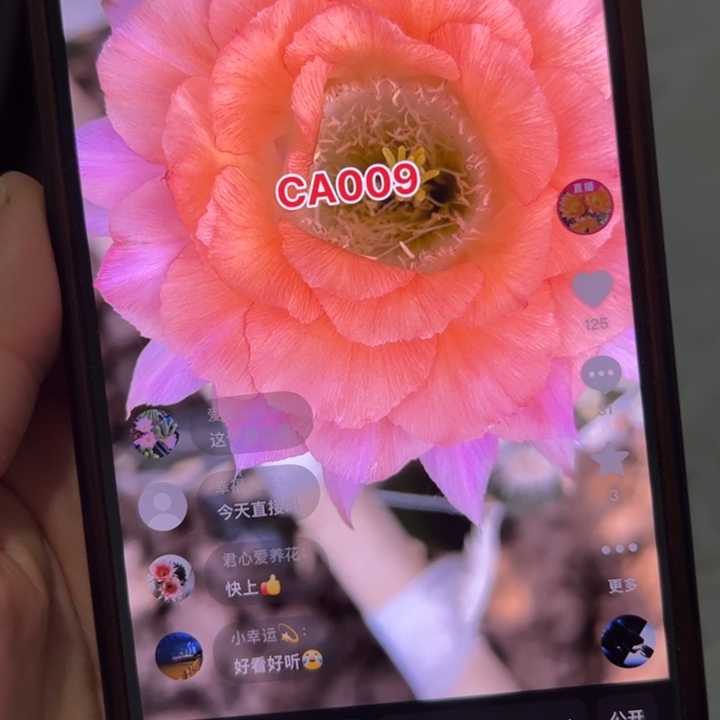 无花朵无根侧芽歪ca 009