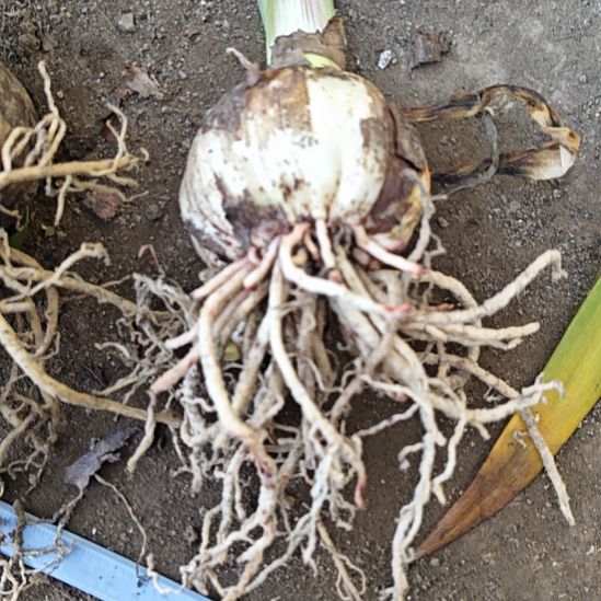 红***姐完全开放糖果仙女7-8厘米