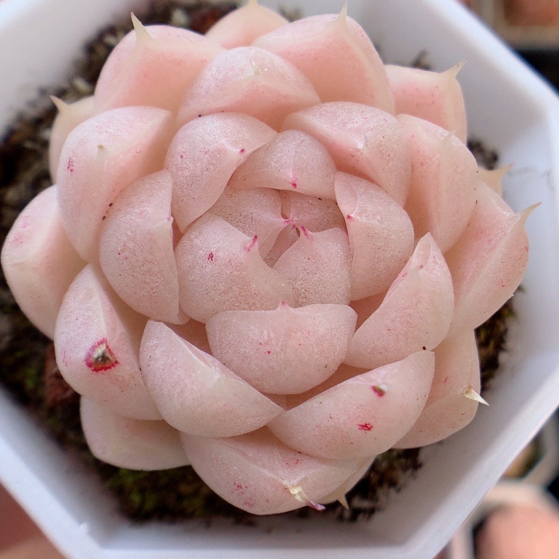 一物一拍精品多肉。麦秆8