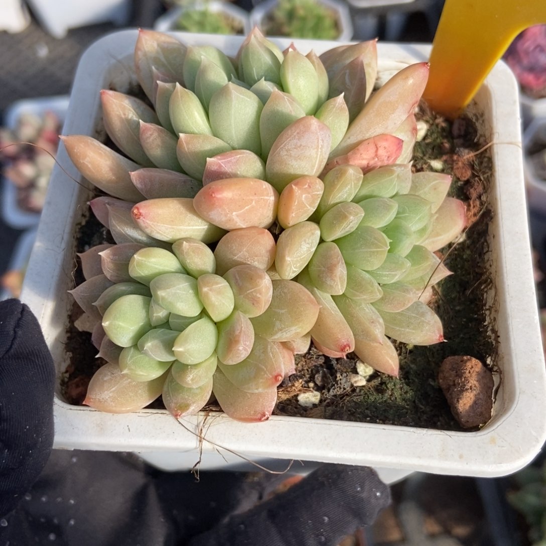 1945百搭翡翠多肉植物保护