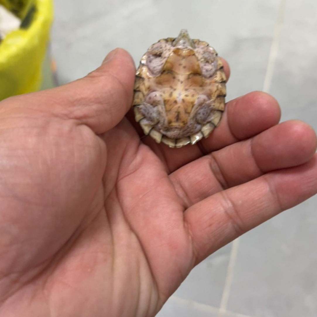 剃刀偏公全品莲花甲