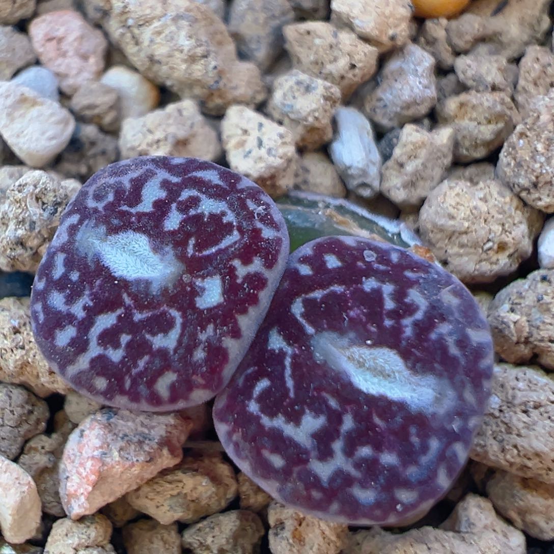 150多肉植物百科知识