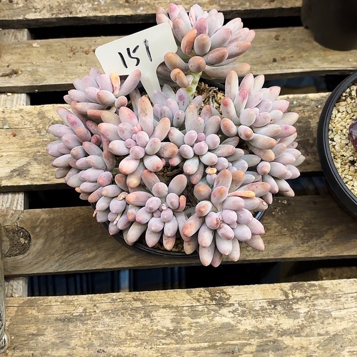 多肉植物，汤圆151号