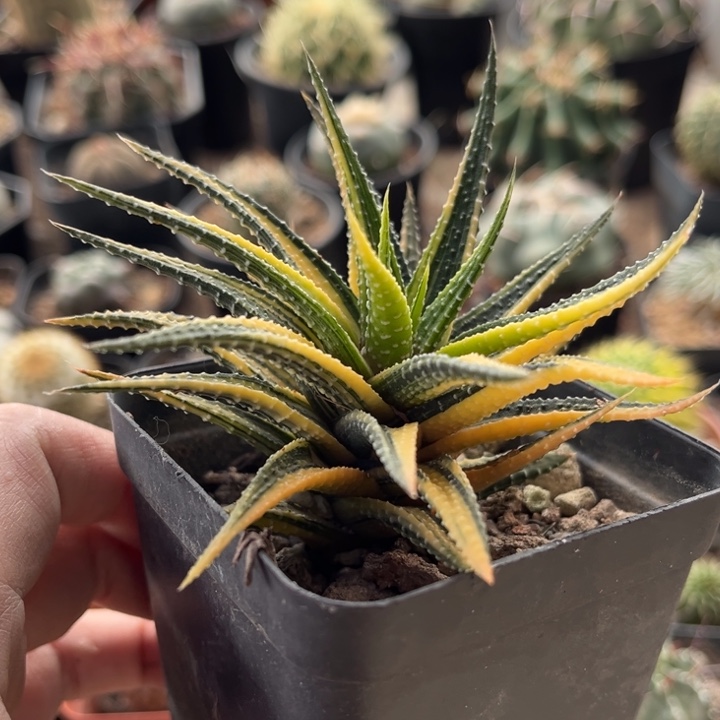 金城锦一物一拍自根