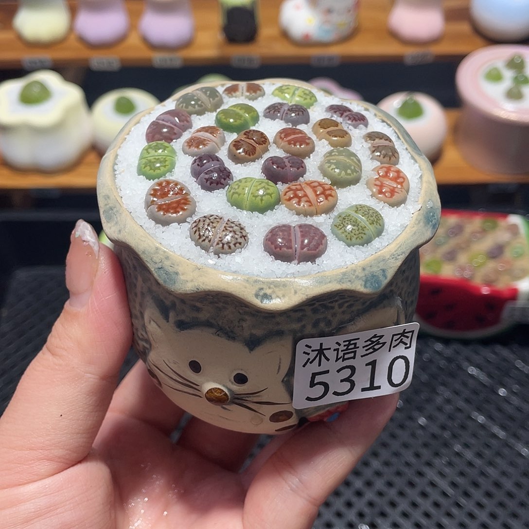 带盆土植物 一物一拍5310