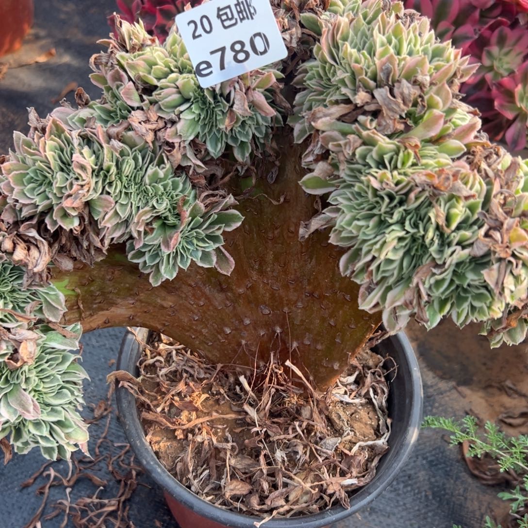 780白凤缀，多肉法师