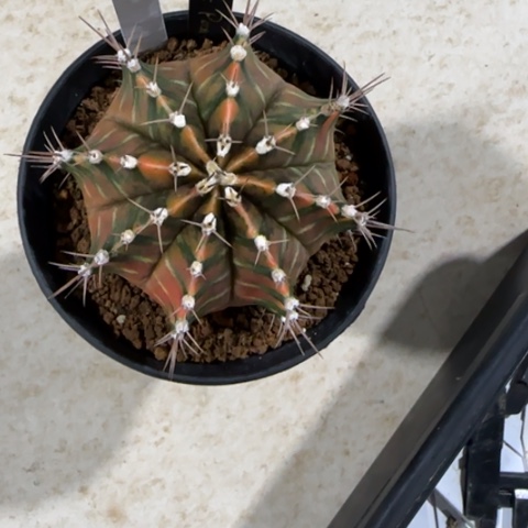 用****784-0112泰国发货多肉