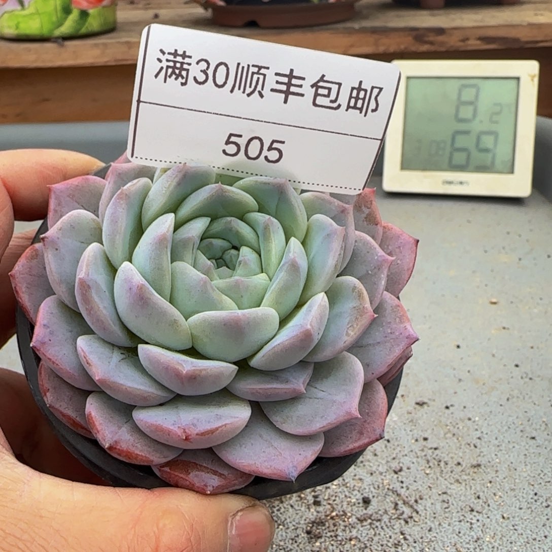 505冰魄多肉单头8cm