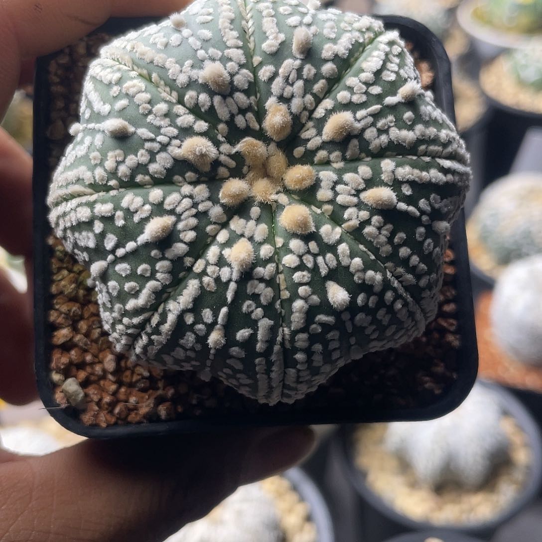 一物一拍泰系实生 109