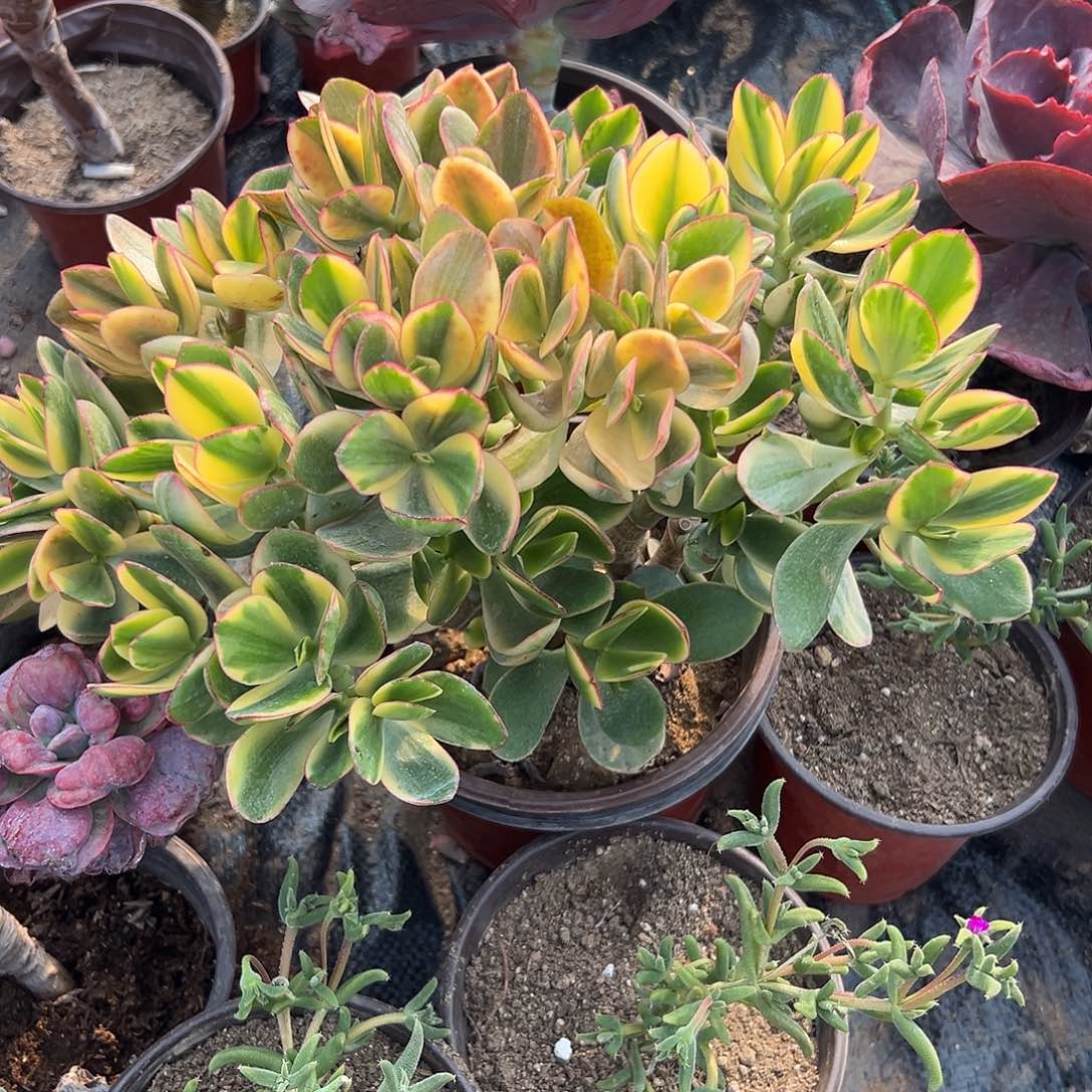 多肉植物新花月锦
