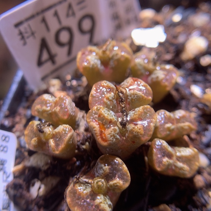 精品生石花114.499