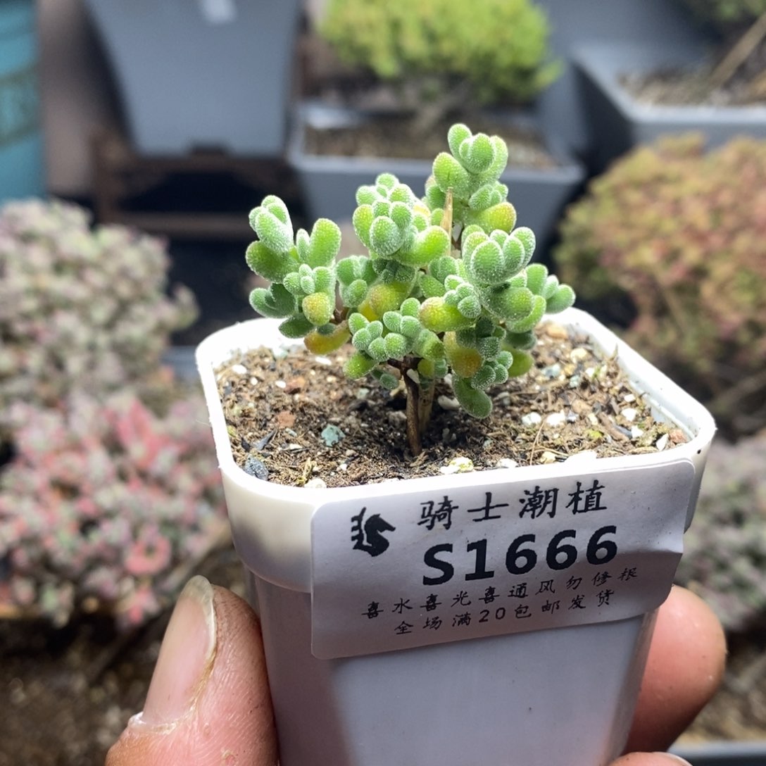 1666实生莱斯枝干