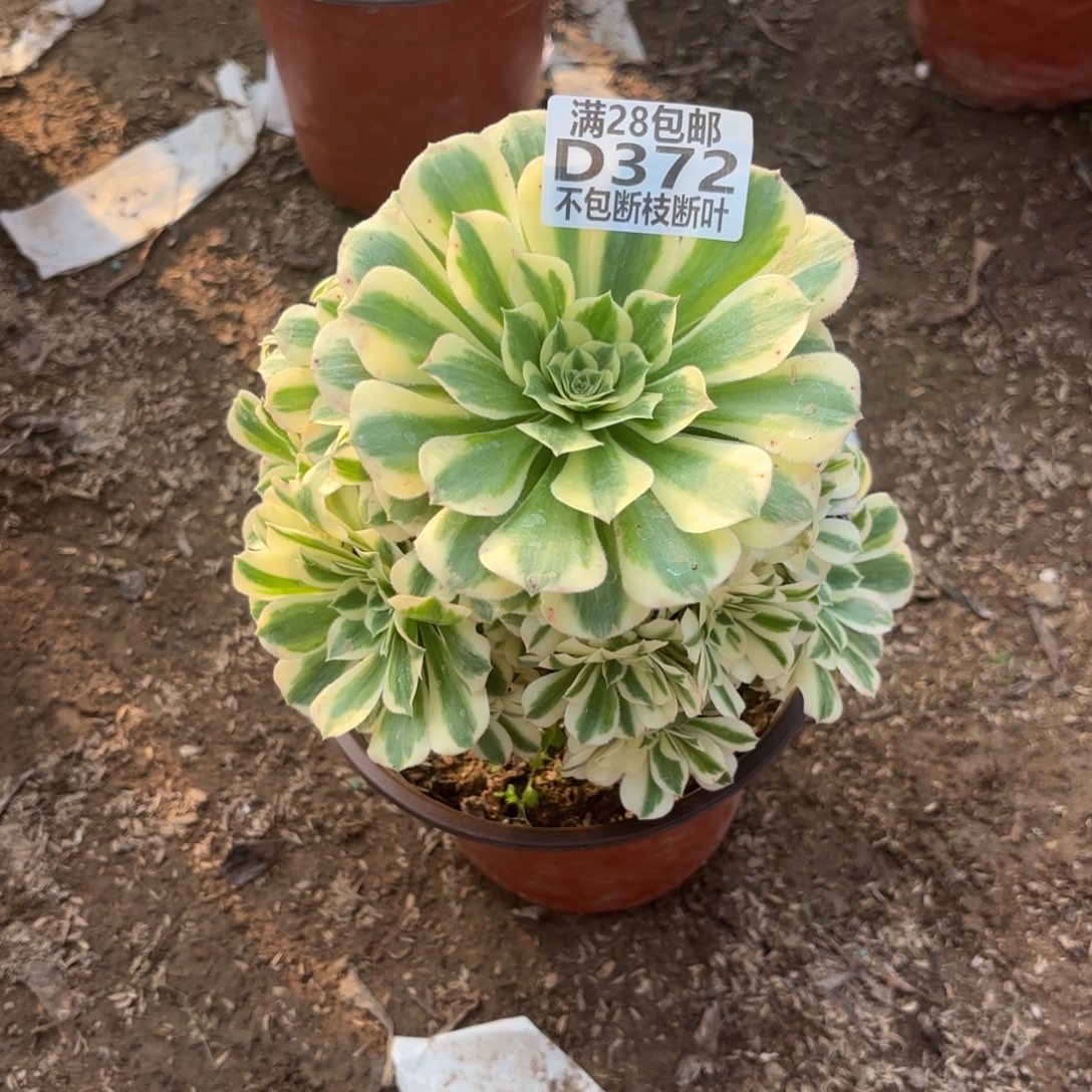 M. 372迈巴赫多肉12223