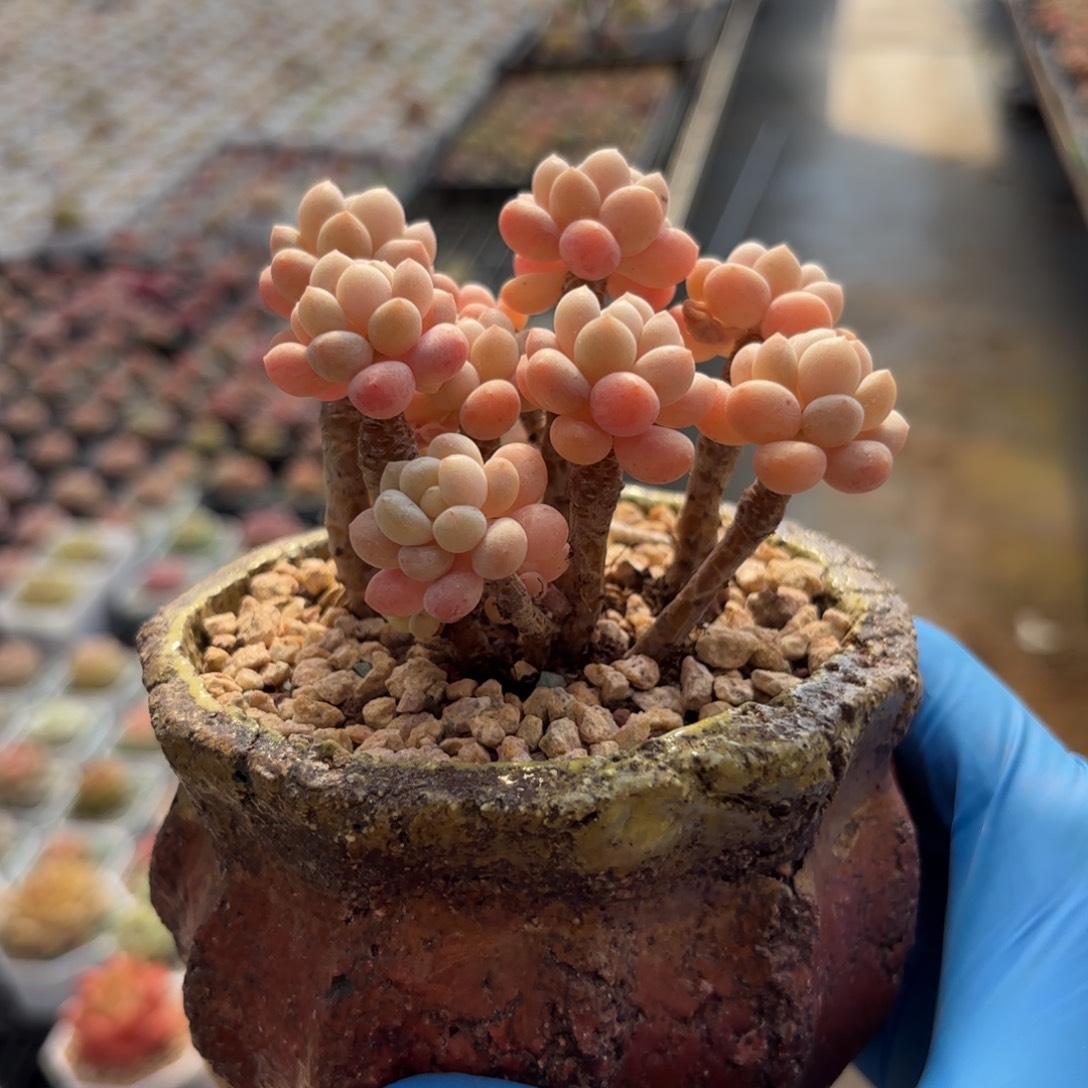 老桩鱼子酱一物一拍