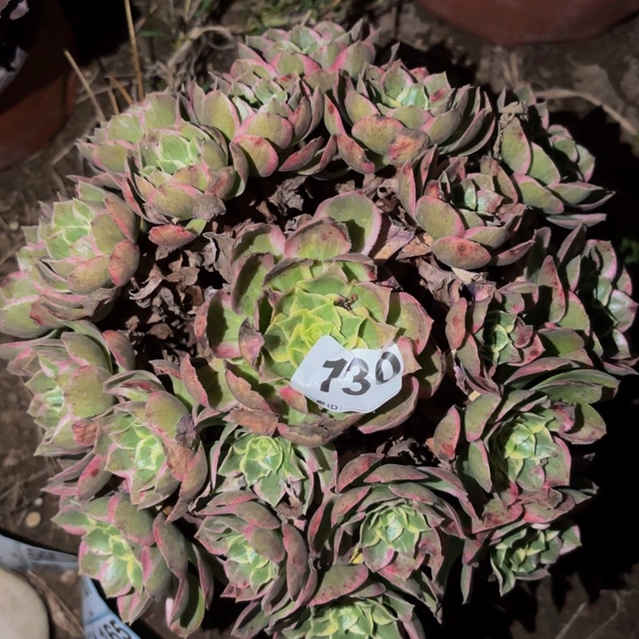 130粉海王多肉植物