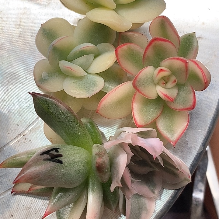 五颗锦一物一拍，