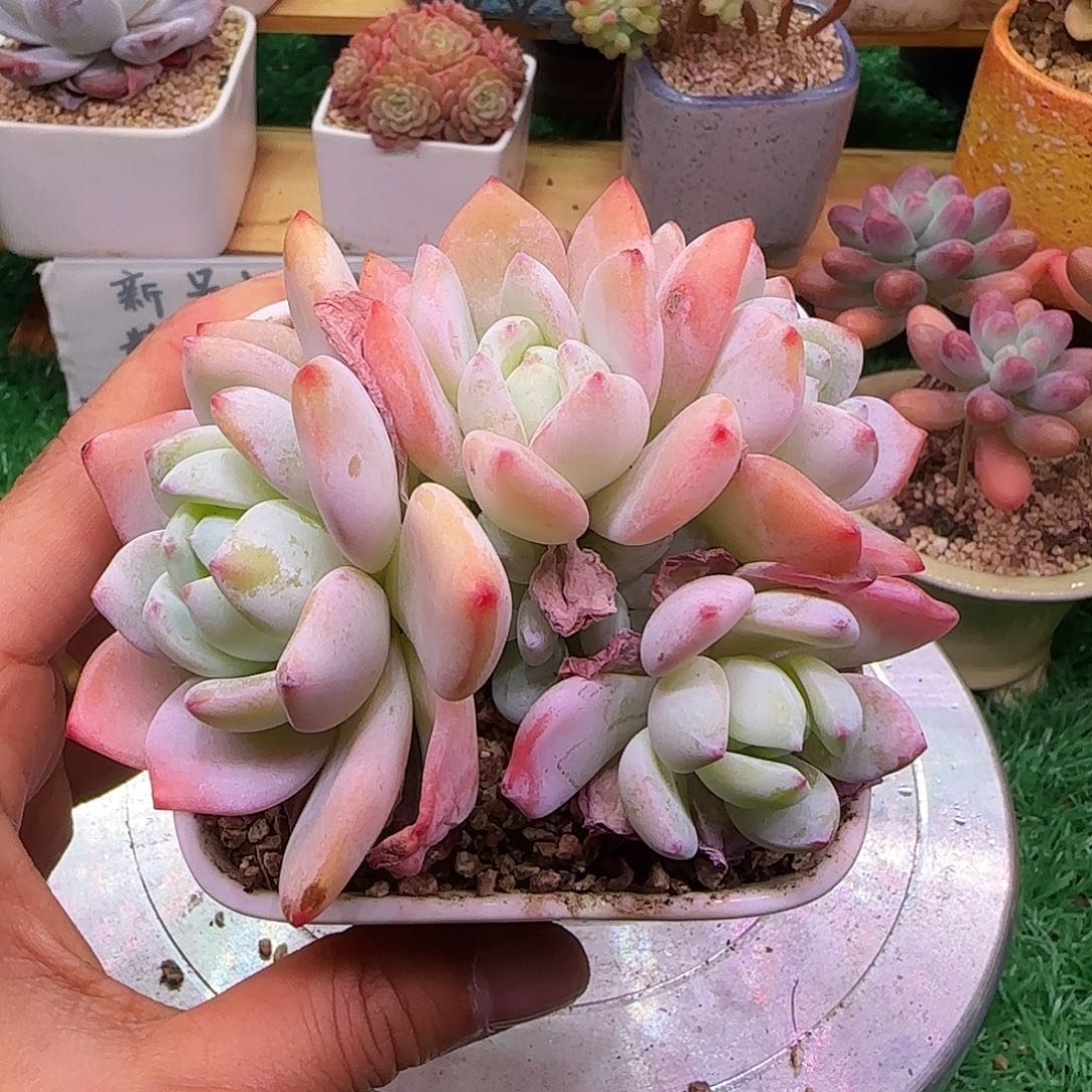 冷香不带盆土发货