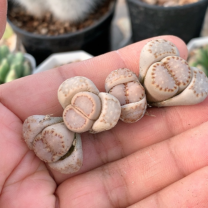 饼干非常非常好看