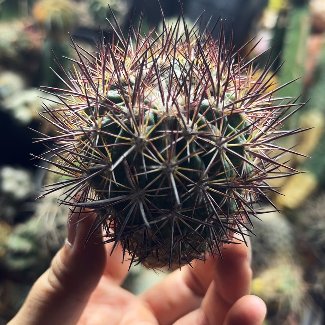 英冠仙人球1111111111