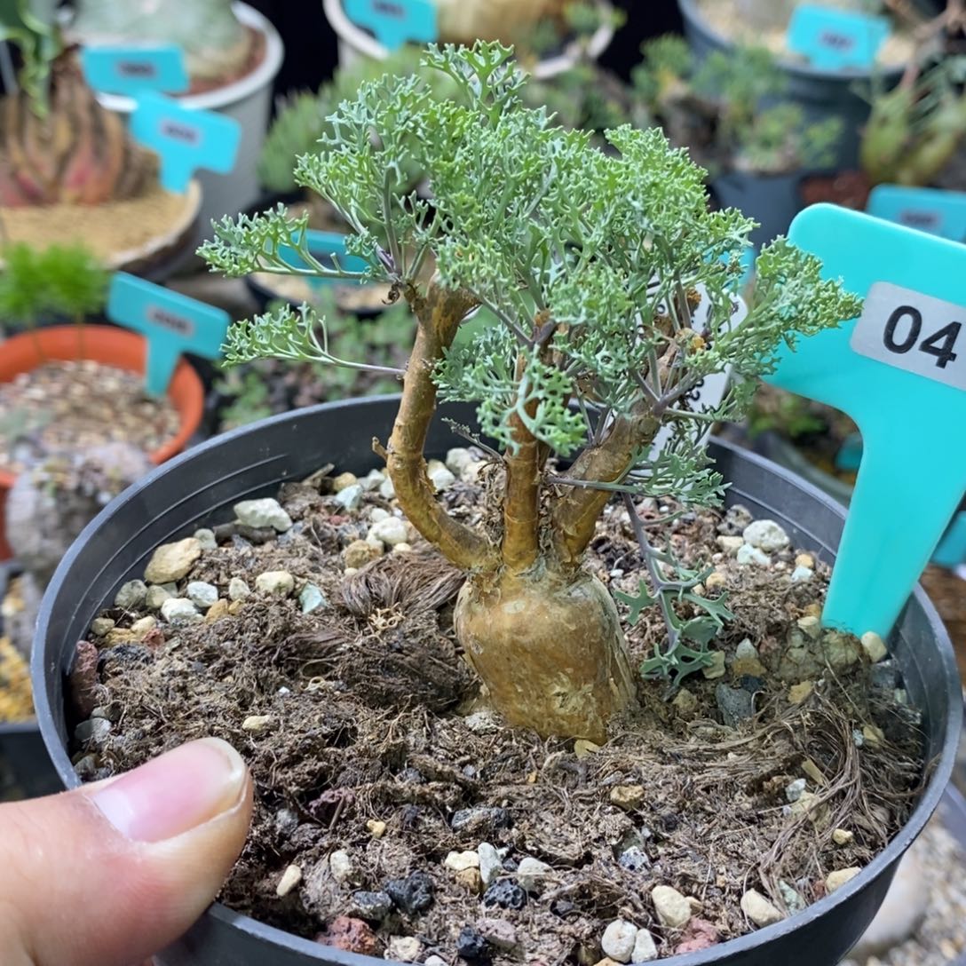 羽叶厚炖菊多肉植物