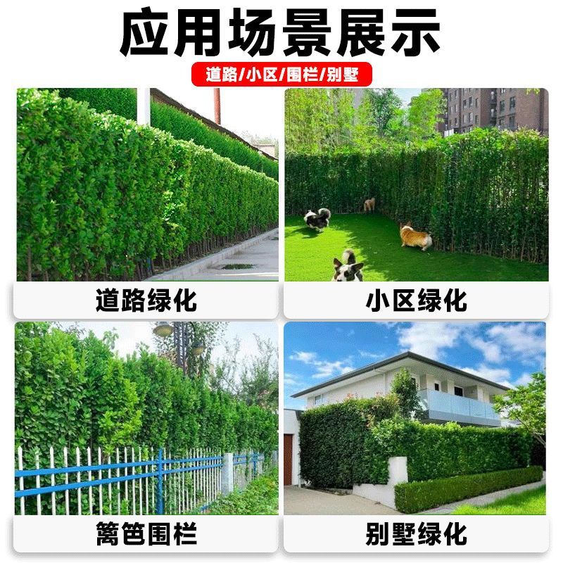 大叶北海道黄杨冬青苗四季常绿耐寒庭院围墙绿篱植物