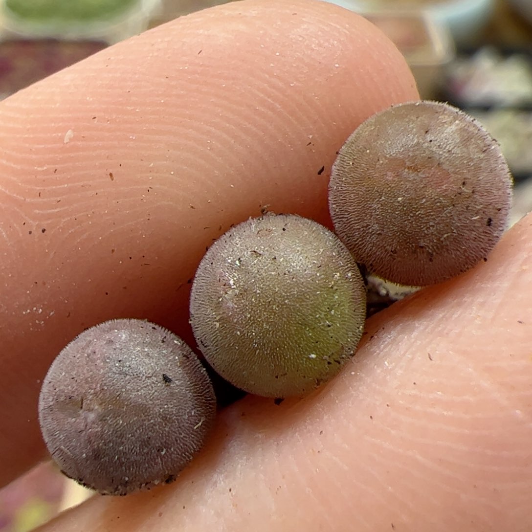 【闪购商品】344 空蝉