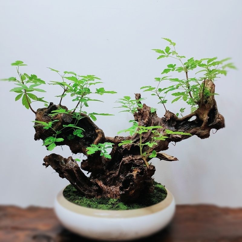 小叶精品崖荆黄荆盆景