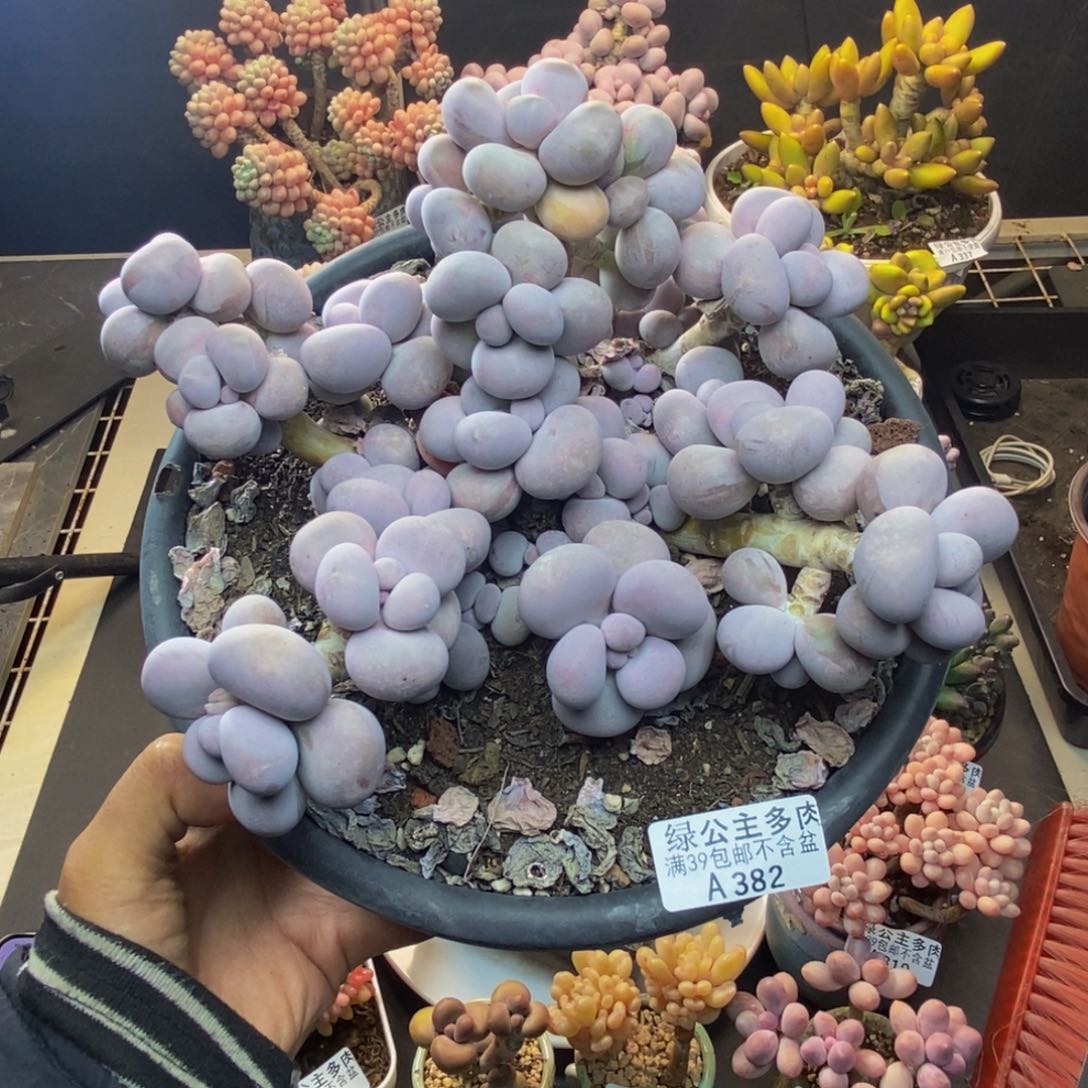 382芭比奶多肉15c m