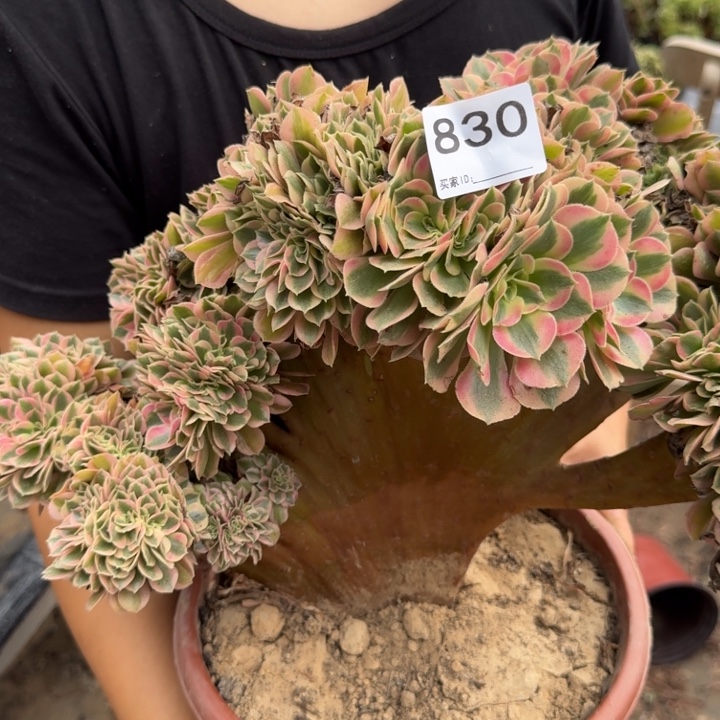 活***山青苹果法师缀化830