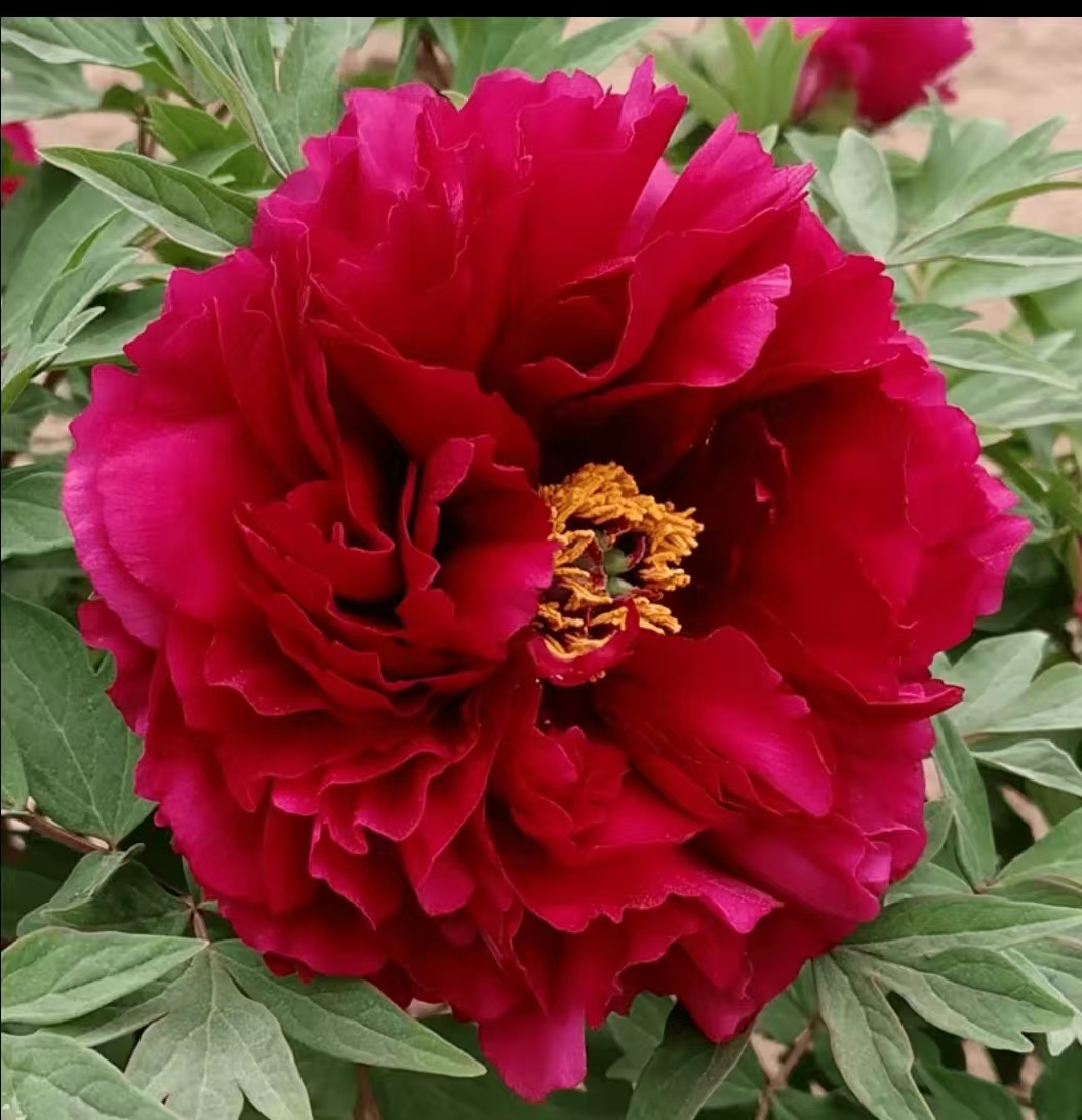 [芳纪]正宗洛阳牡丹正红色重瓣大花适合阳台庭院地栽基地直发