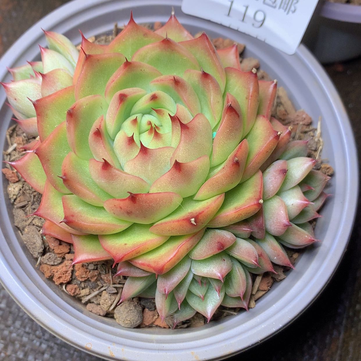 【闪购商品】云119号