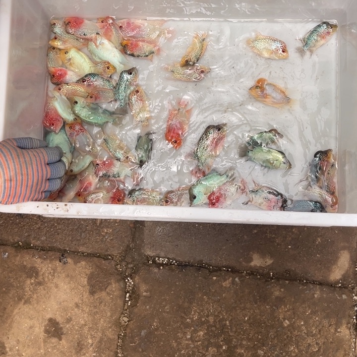 罗汉鱼28.8////////1条