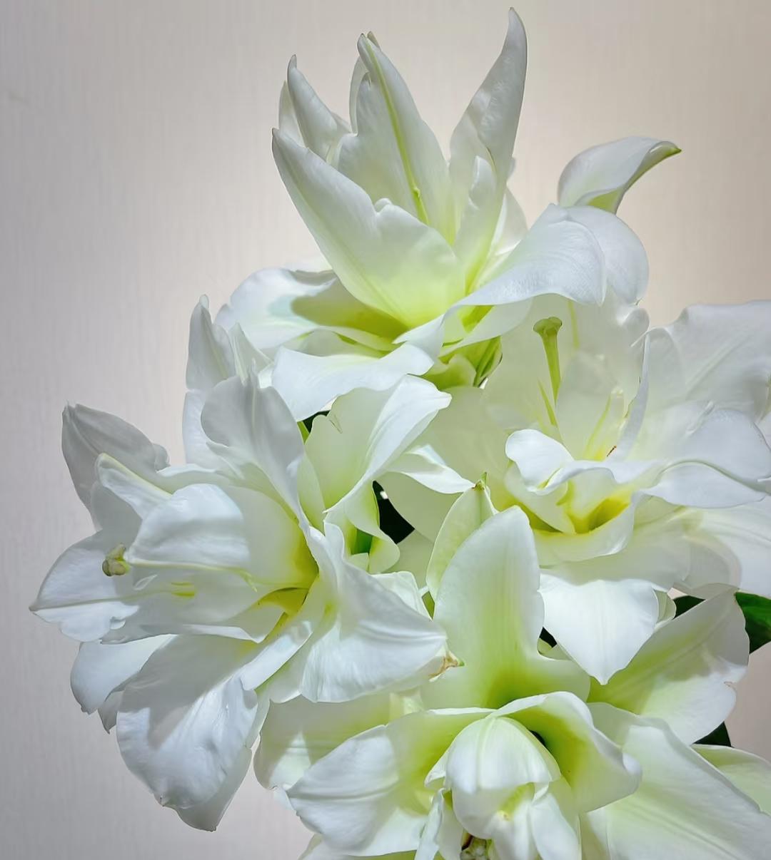 白茉莉白色重瓣百合（清香型）东北凌源鲜切花基地现采现发顺丰包邮