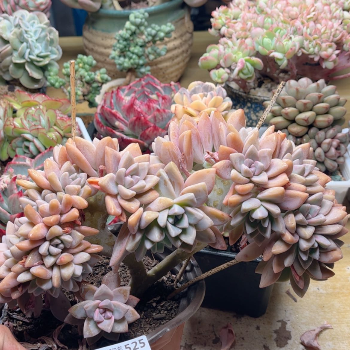 【闪购商品】525淡雪缀
