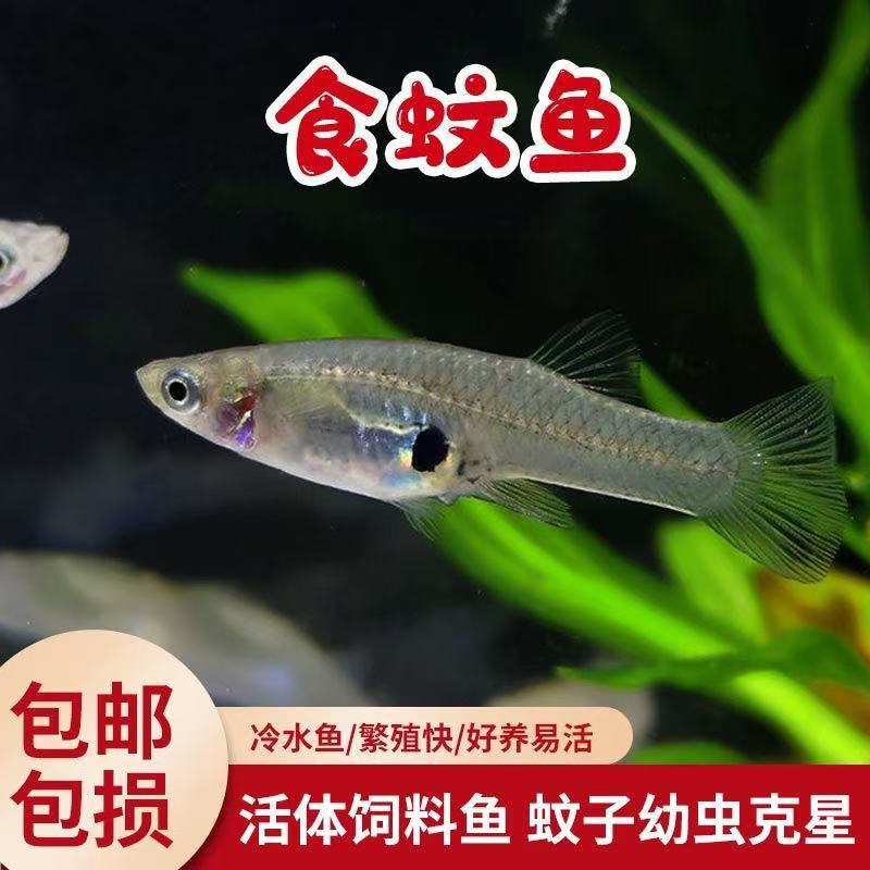 食蚊鱼观背桂系青鳉蓝眼原生鱼群游易养淡水冷水免打氧除油膜鱼