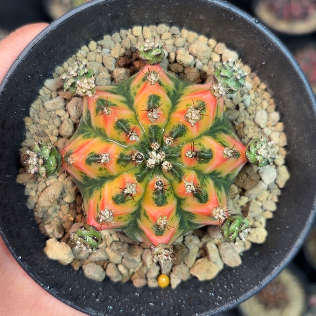 泰系实生母本仙人球16