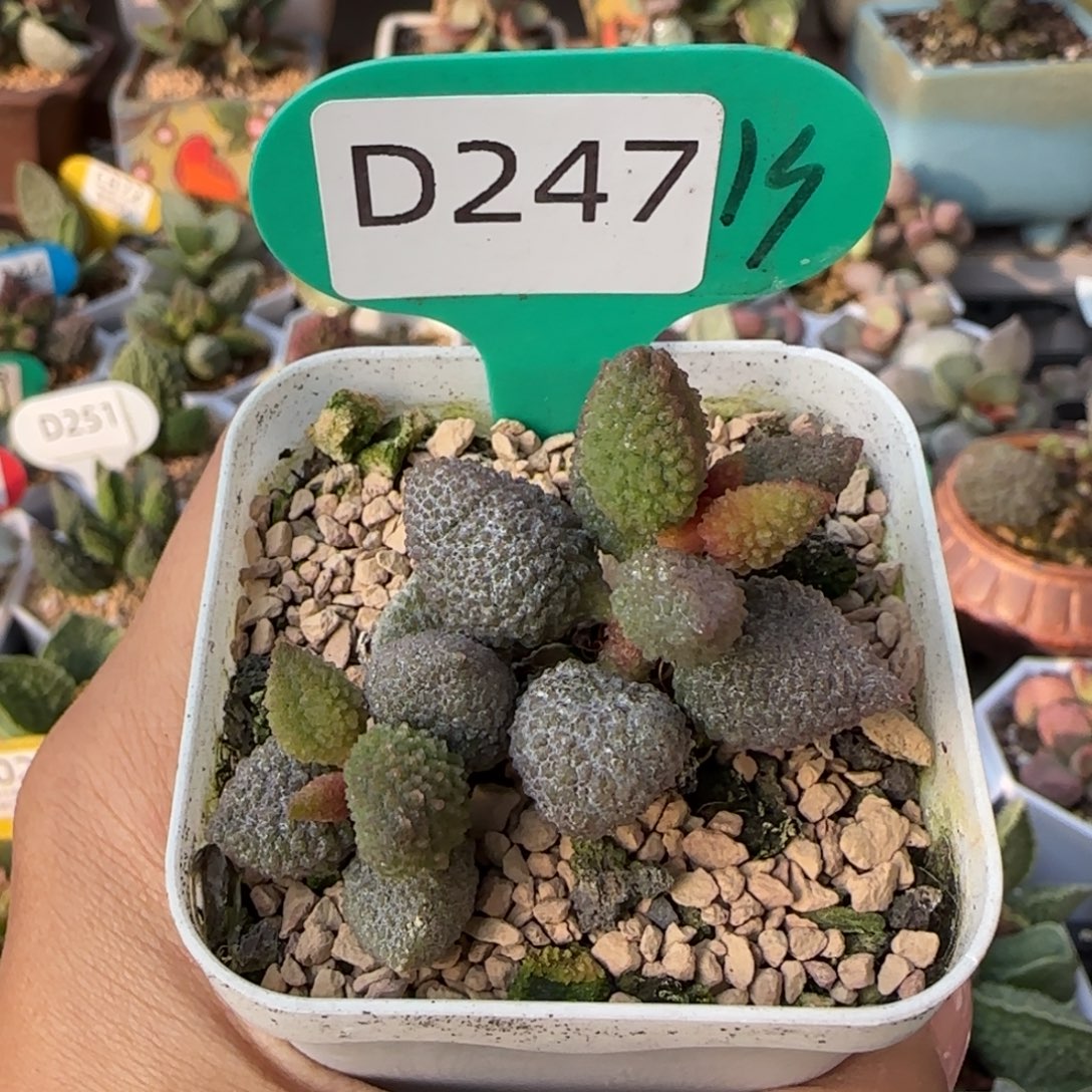 黄金奶油果。  247。   