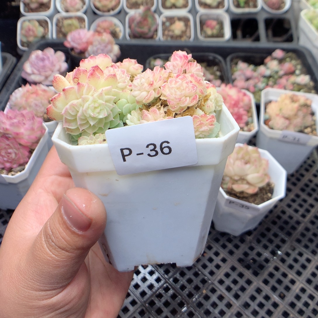 无花朵P36月英语英语