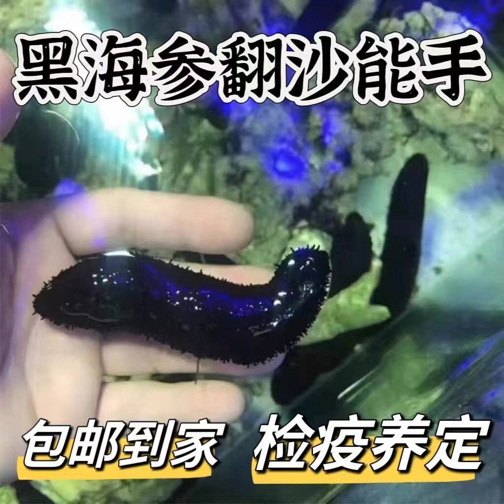 海缸观赏工具类螺