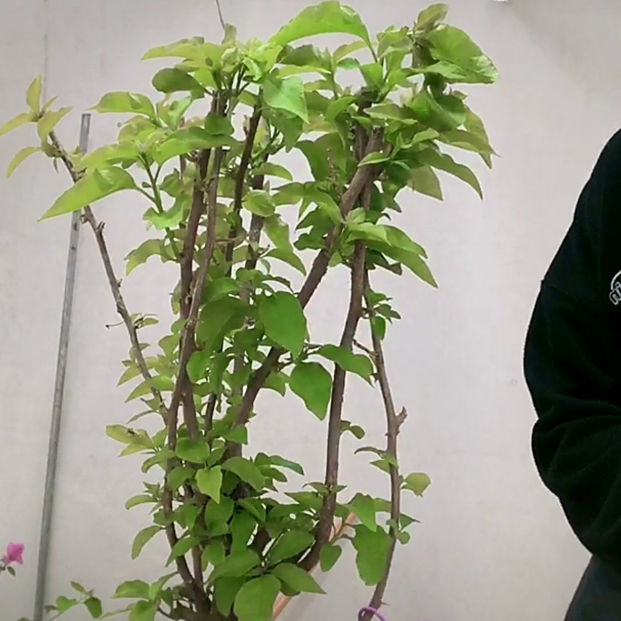 三角梅桑巴花卉绿植庭院爬藤