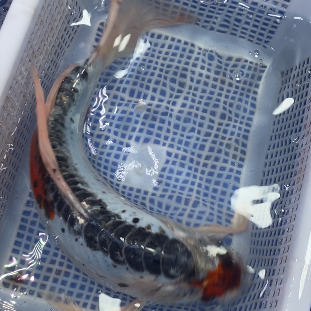 锦鲤冷水锦鲤包邮