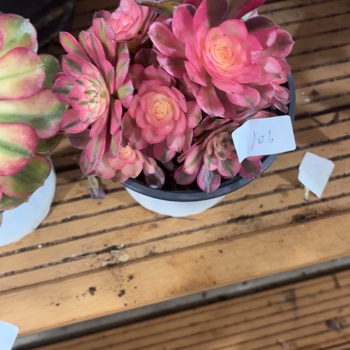 云南荔枝好看106号