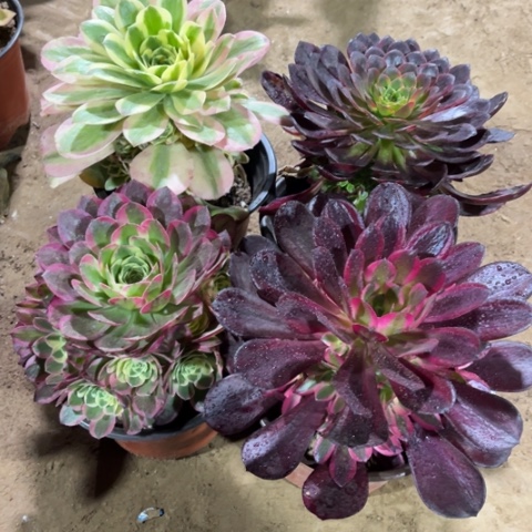 921多肉植物组合