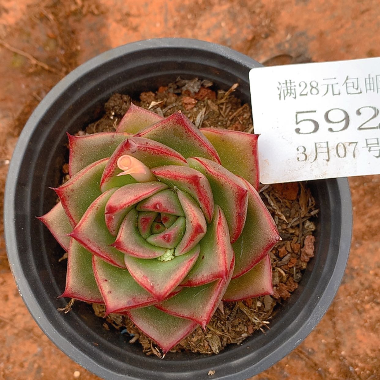 【闪购商品】云592