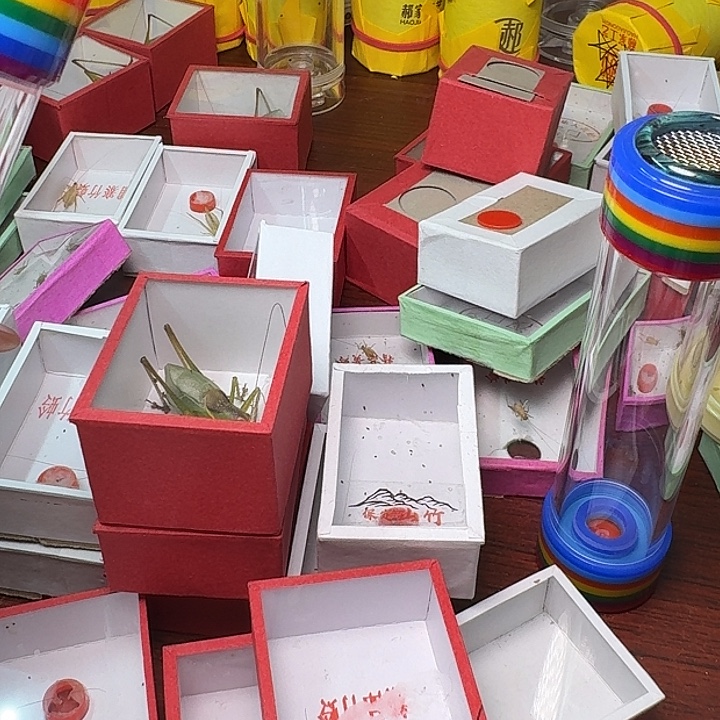 如****蟋蟀12条虫。        