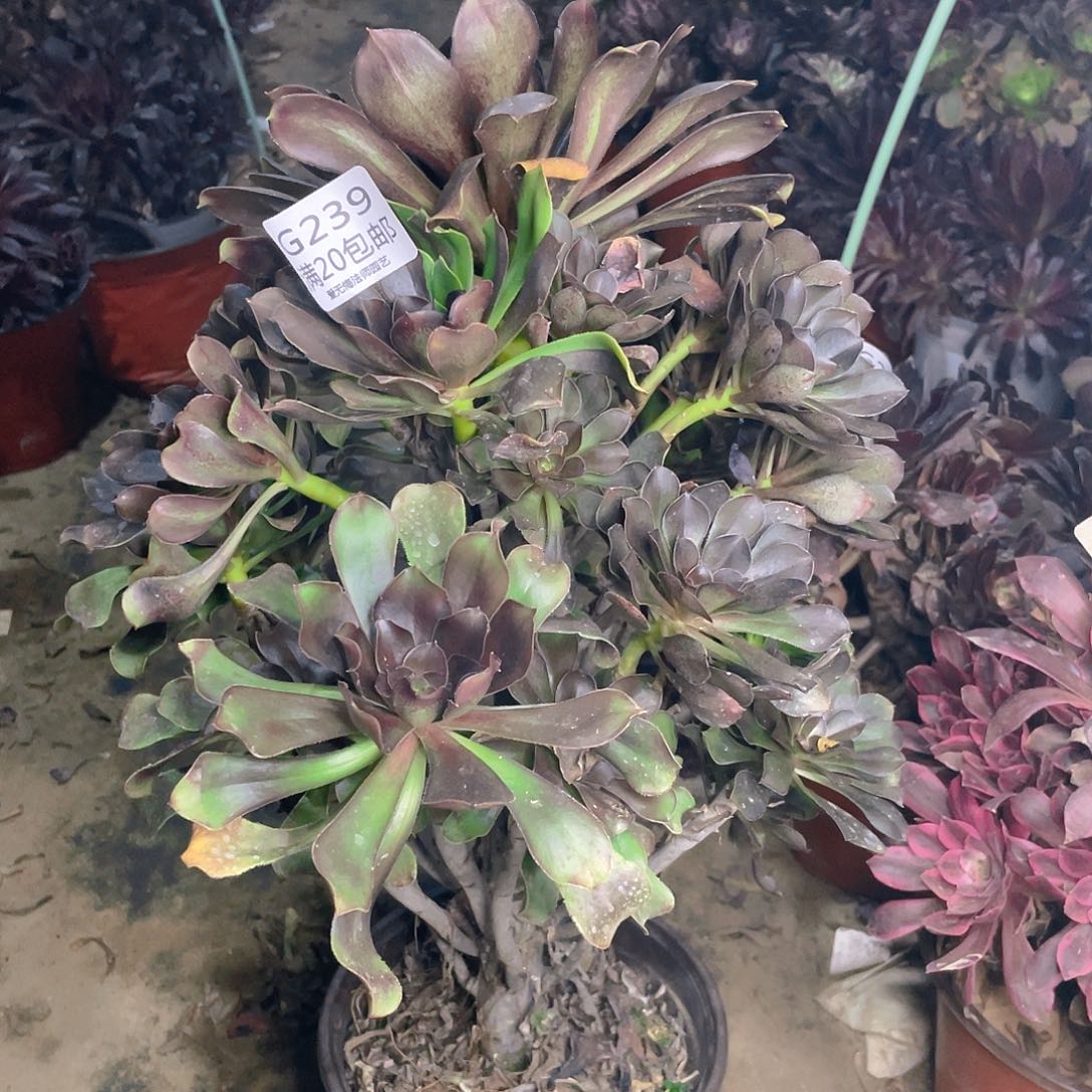 239灰原叶多肉法师