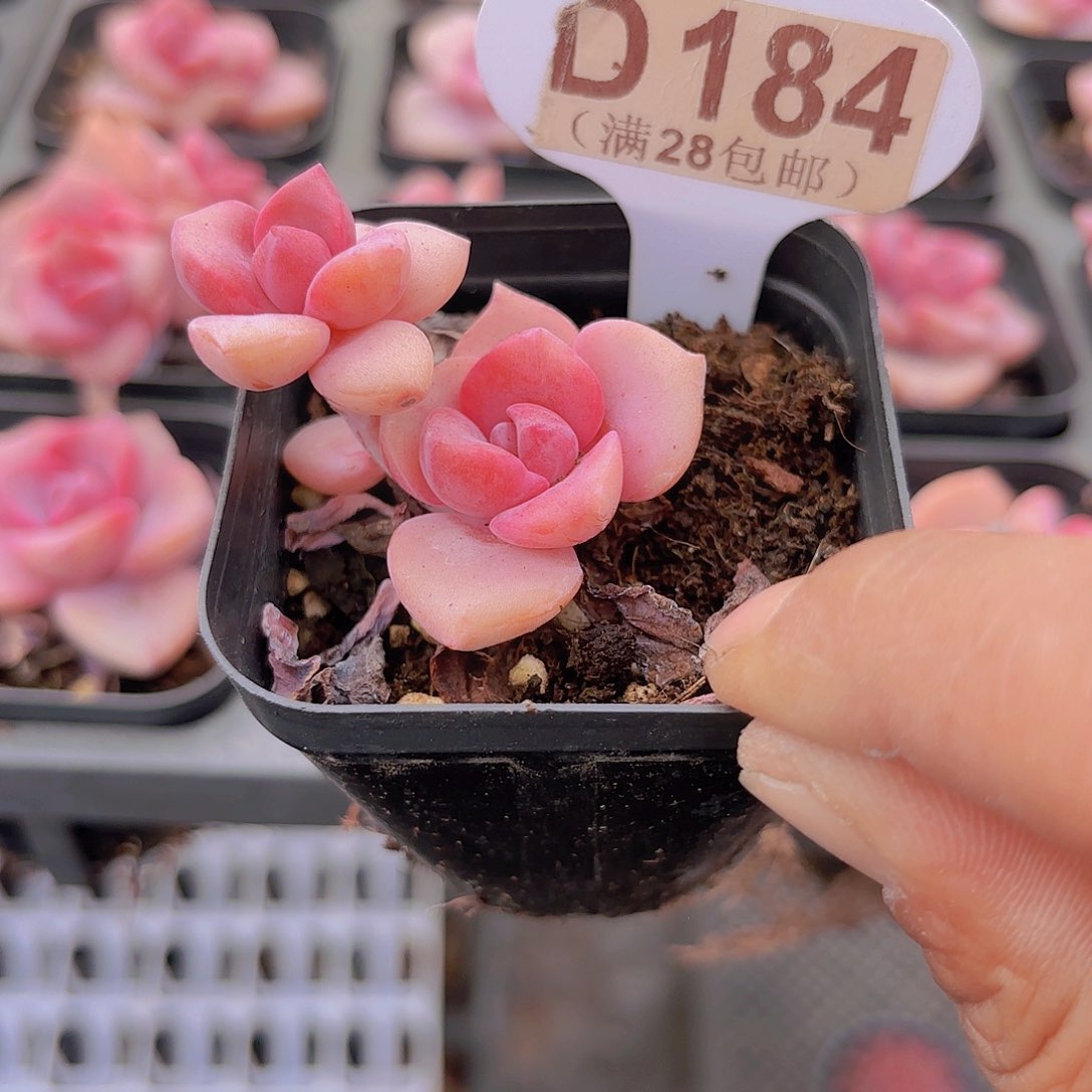 D184彩虹糖一物一拍