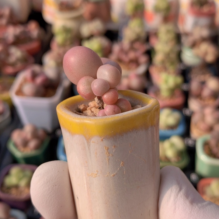 韩国正版库福奶酪4头带4个芽点飘枝老桩